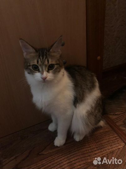 Кошка в дар бесплатно
