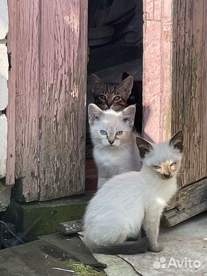 Котята в добрые руки даром