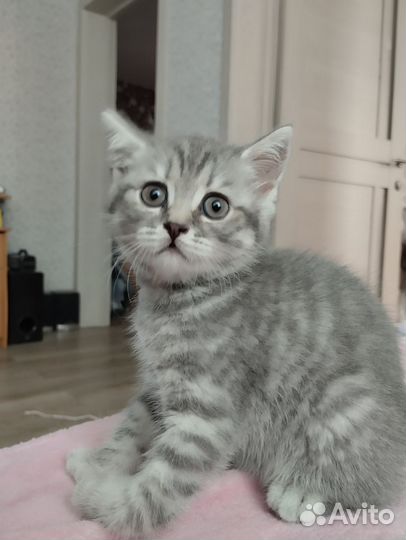 Котёнок девочка