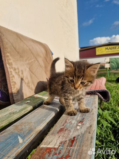 Котята в добрые руки бесплатно