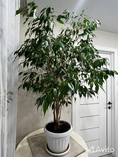 Фикус бенджамина большой