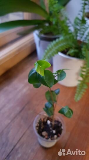 Фикус барок