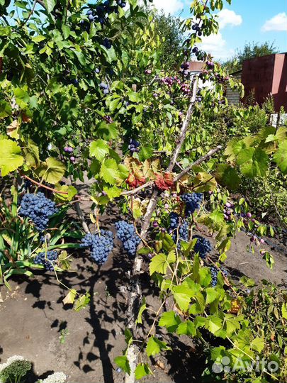 Черенки винограда столовых и винных сортов