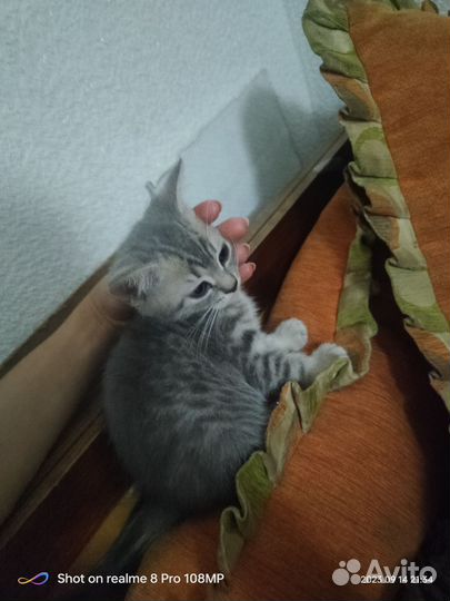 Британские котята