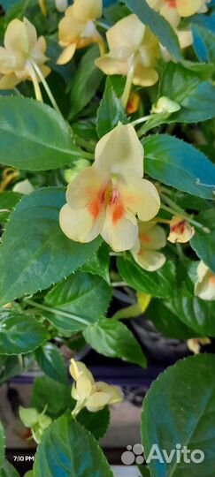 Жёлтый орхидейный бальзамин экзот