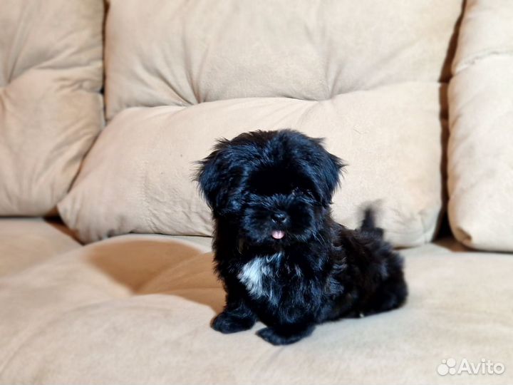 Шит цу щенки