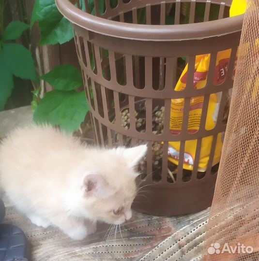 Отдам кота в добрые руки