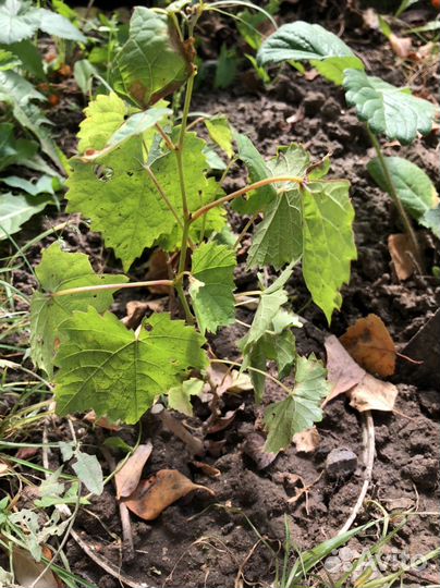 Саженцы винограда