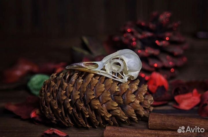 Череп дрозда