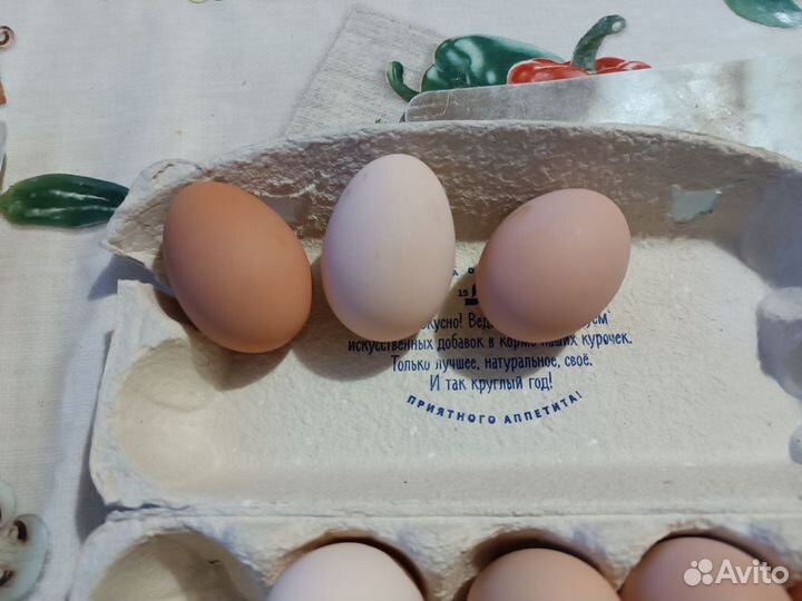 Домашние куриные яйца