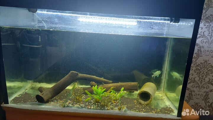 Аквариум