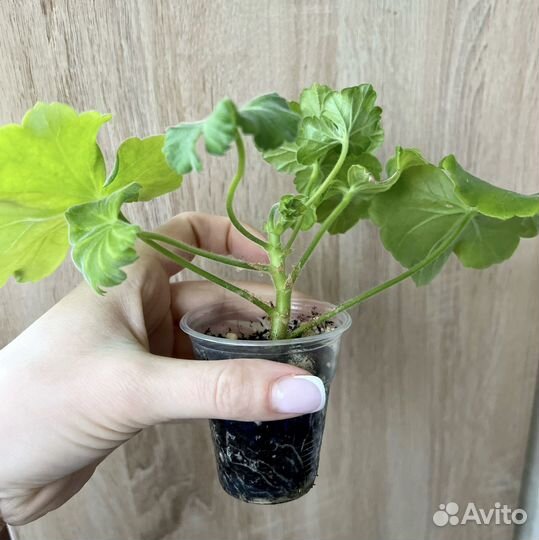 Пеларгонии сортовые