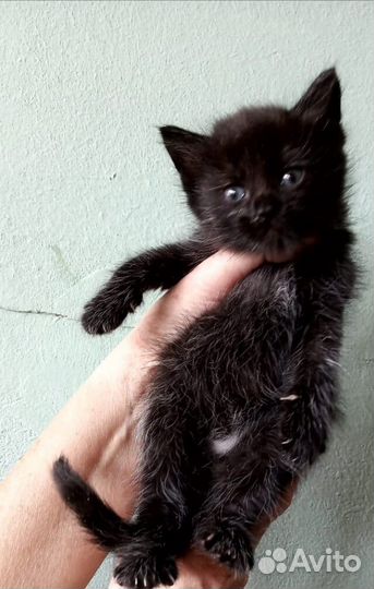 Котенок девочка