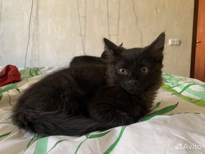 Чёрный котенок в добрые руки