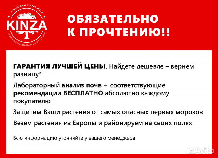 Туя смарагд 1,92 м