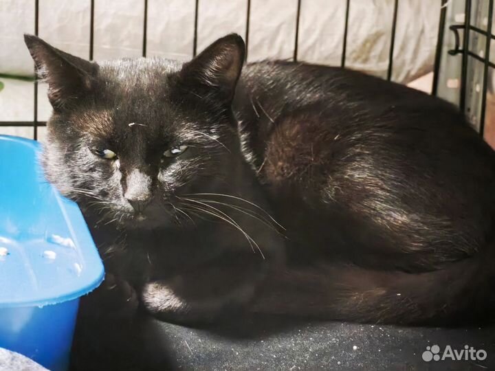 Чёрный кот