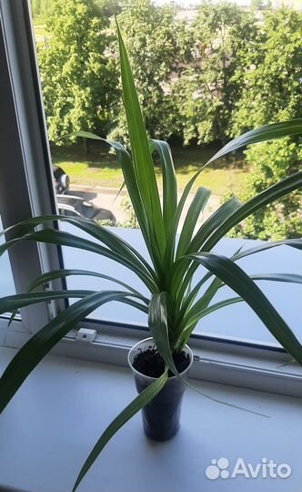 Пальма Панданус