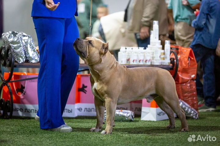 Американский булли вязка