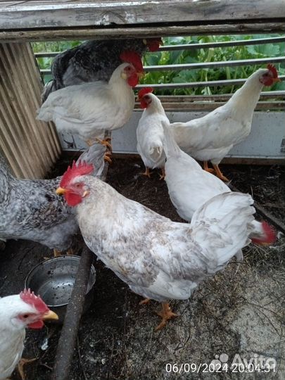 Петухи 6 месяцев