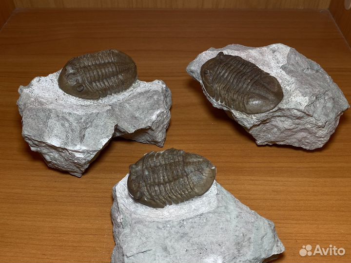 Бюджетные трилобиты