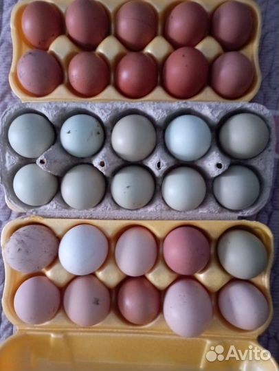 Инкубационное яйцо кур