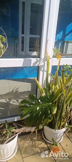 Комнатные цветы