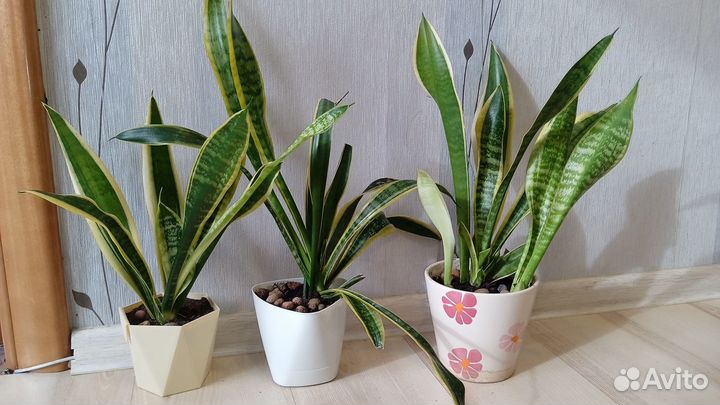 Сансевиерия лауренти