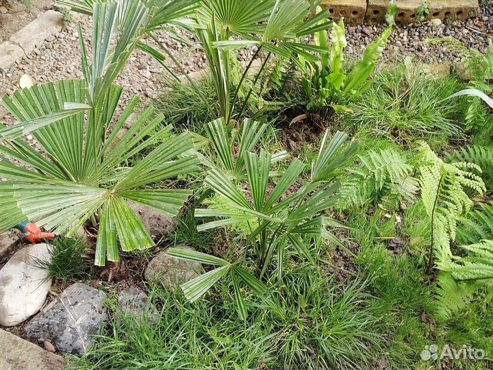 Пальма трахикарпус форчуна