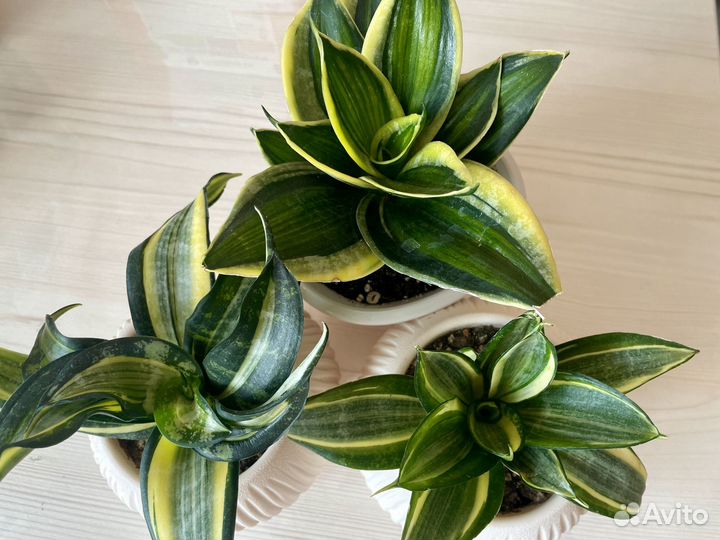 Сансевиерия 3 вида