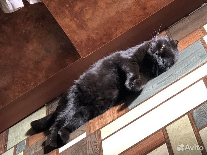 Кошка мишель