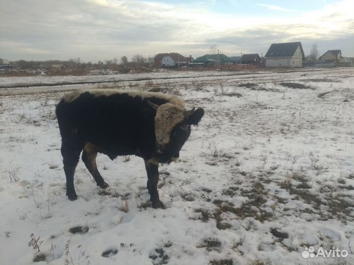 Продажа Коров