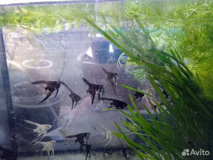 Скалярии, валлиснерия, роголистник