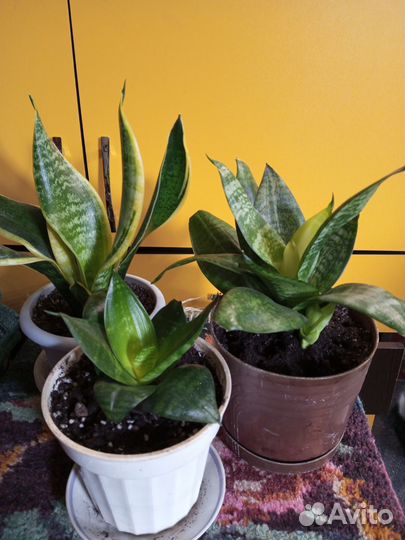 Сансивиерия сортовая, аглонемы разные