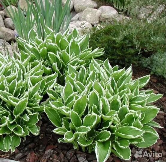 Хоста многолетники