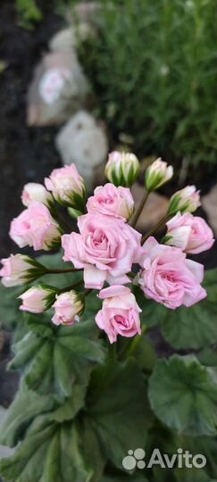 Пеларгония Букет Невесты