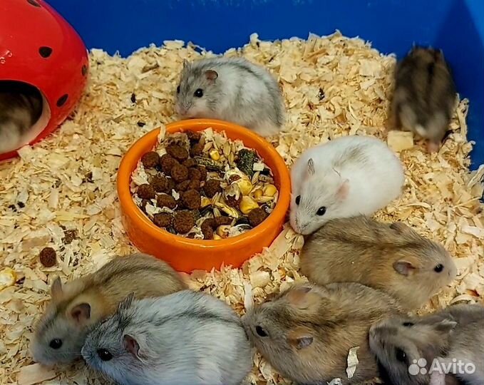 Джунгарские хомячки