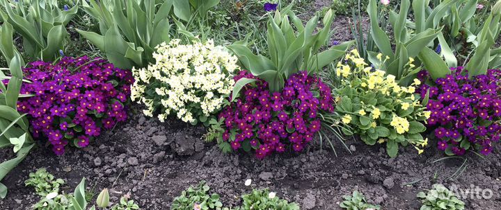 Примула, бруннера