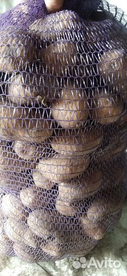 Крупный картофель