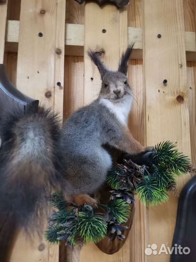 Чучело белки