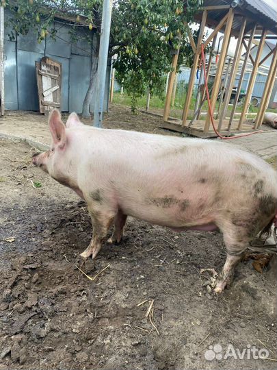 Свинина мясо сало домашнее