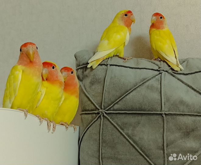 Птенцы неразлучника 2.5 месяца