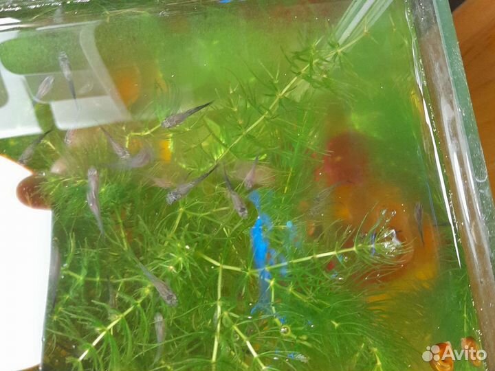Мальки гуппи