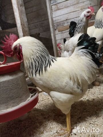Цыплята,индюшата, инкубационное яйцо объявление продам