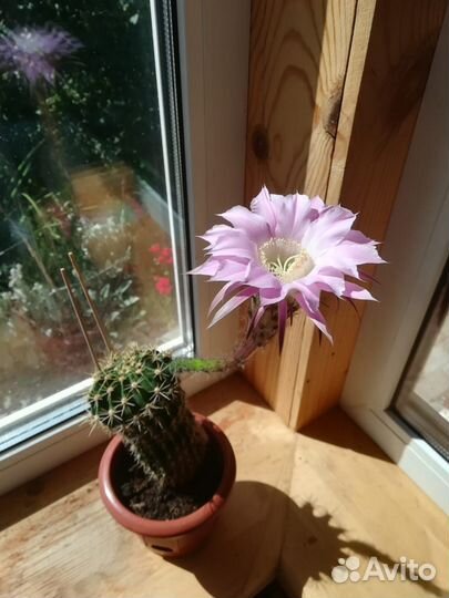 Орхидейный кактус, Хойя Белла,Эхинопсис, Хавортия