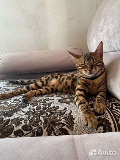 Бенгальская девочка