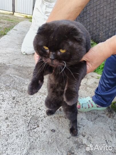 Отдам бесплатно кота
