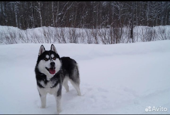 Щенки хаски