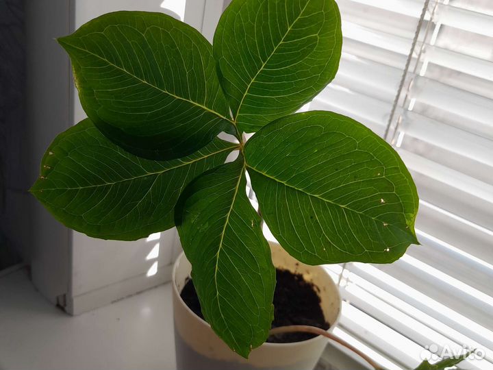 Аморфофаллус (змеиная пальма)