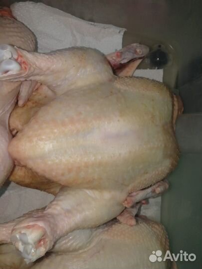 Мясо бройлера