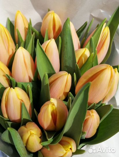 Тюльпаны к 8 марта розница